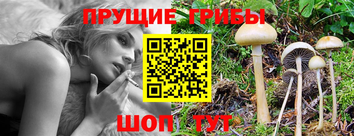 Псилоцибиновые грибы Psilocybine cubensis  Гусь-Хрустальный 